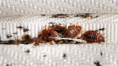 do bed bugs hit furniture